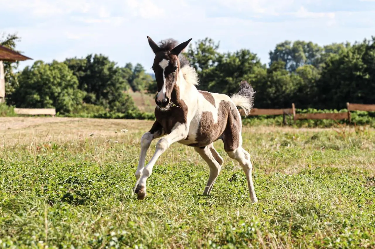 Hébergement de vacances Gite Ferme Equestre Avec Piscine Castex