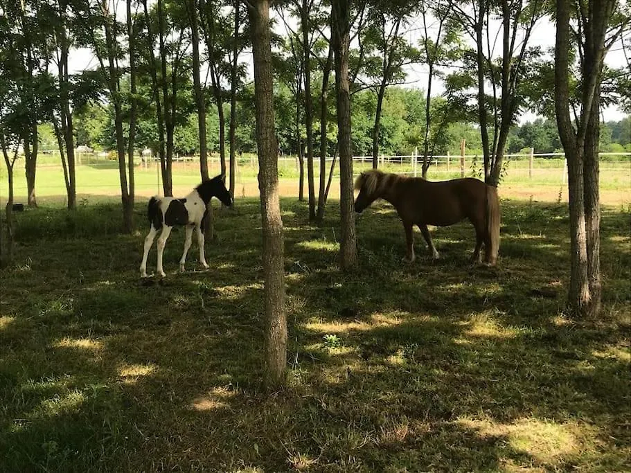 Gite Ferme Equestre Avec Piscine Castex  Hébergement de vacances Castex (Gers)