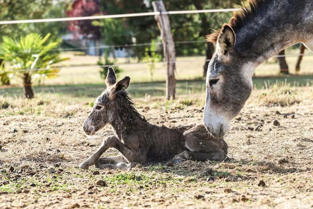 Gite Ferme Equestre Avec Piscine Castex