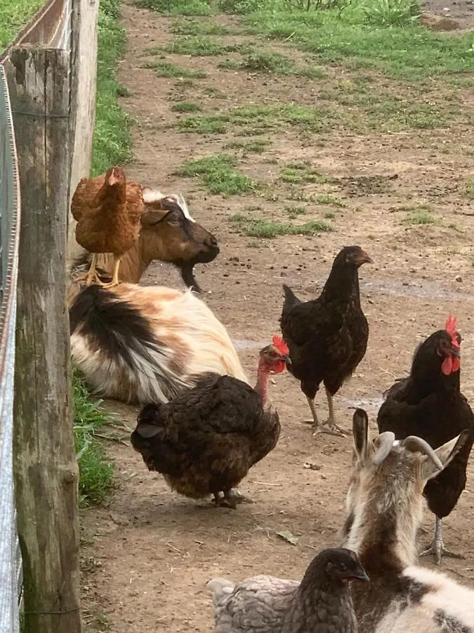 Gite Ferme Equestre Avec Piscine Castex  Castex (Gers)